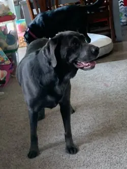 Frankie