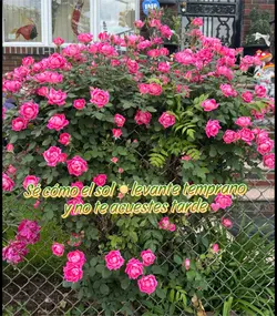 Hermosas 🤗