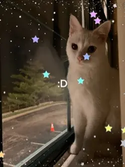 MY CATTTTT