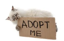Adopt these cats!