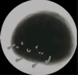 Pfp