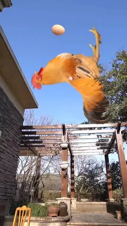 Kung Fu Chick