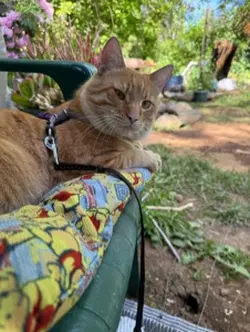 Garden Cat