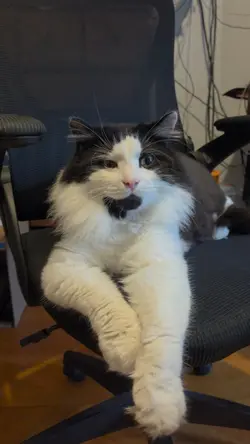 gato comodo