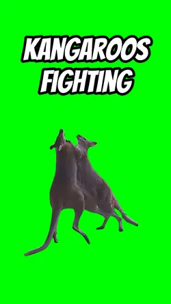 Kangaroos Fight