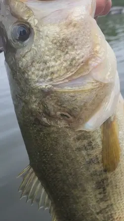 zombie fish