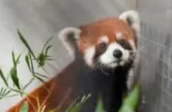 Red panda edit