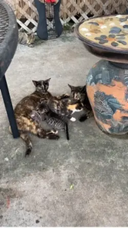 Cat love