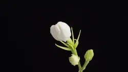 Flower bloom