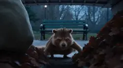 Raccoon twitter 
