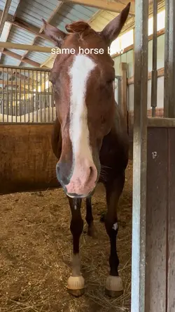 Same horse btw