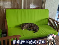 Famous Cat?