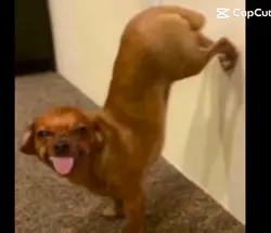 SDIYBT