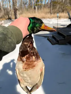 Hunting Life 🦆🔫