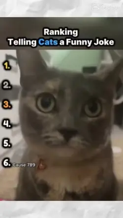 Cats reacting:3
