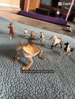 Cute bearded dragon