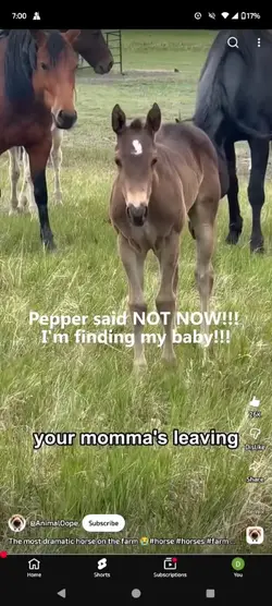 Horse core