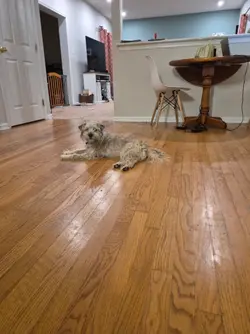 The Best Dog Edit