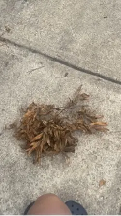 Leaf stepping