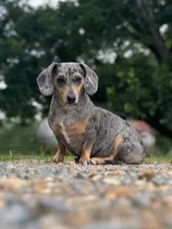 small dog..?