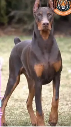 Doberman templates 