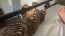 W cat