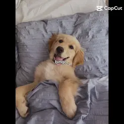 dogs