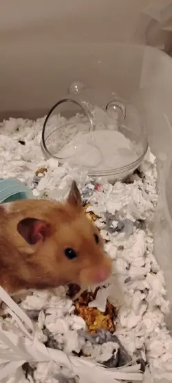 #hamster enrichment