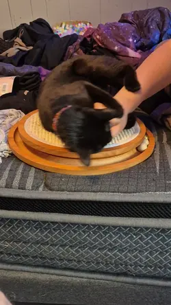 high kitty pt2
