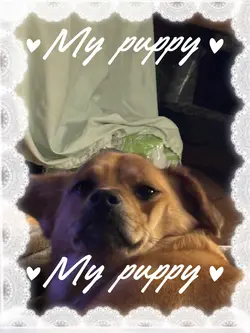 My puppy