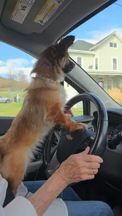 dog driving 