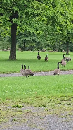 Duck Duck Goose
