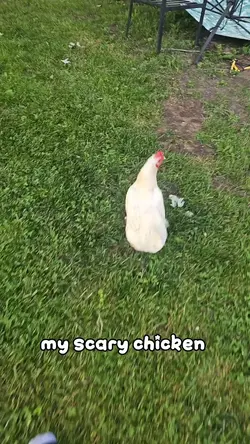 chicken