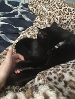 Evil kitty