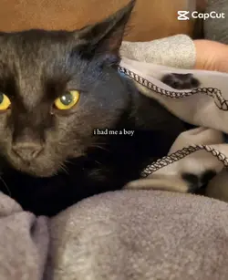 kitty to cat