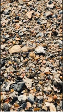 Beautiful shells 