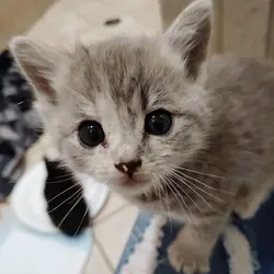 kitten cute
