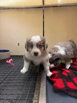 Puppy