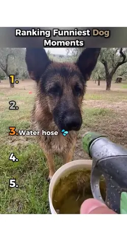 Funny dog moments