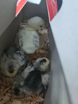 my new chicks