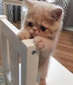 Cute cats 