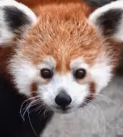 Red panda ranaldo
