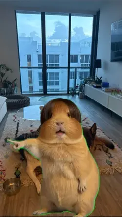 Dancing Hamster 