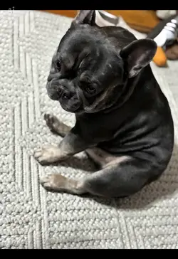 Cute pet