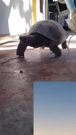 Valencia tortuga 