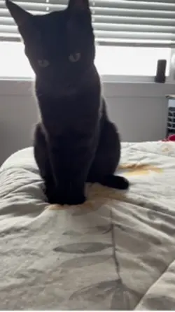 Black Kitty