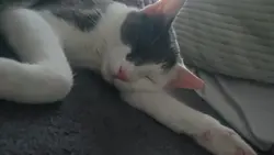 cat edit