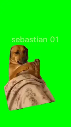 perro contando