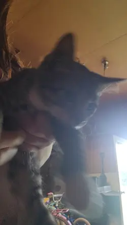 kitten streach