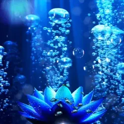 ocean lotus